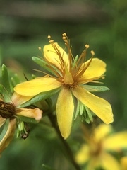 Hypericum lloydii