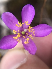 Phemeranthus mengesii