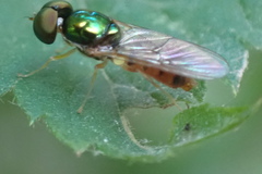 Cephalochrysa canadensis