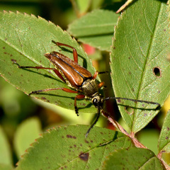 Typocerus acuticauda