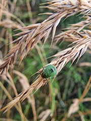 Palomena prasina