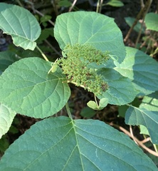 Hydrangea cinerea