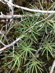 Phemeranthus mengesii