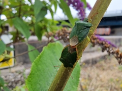 Palomena prasina