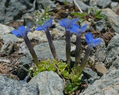 Gentiana brachyphylla