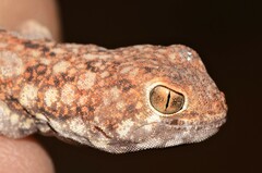 Ptenopus garrulus maculatus