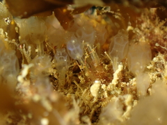 Pycnoclavella producta
