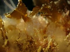 Pycnoclavella producta