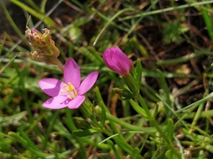Centaurium littorale