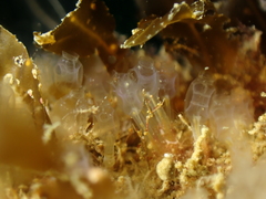 Pycnoclavella producta