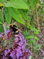 Bombus terrestris