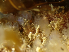 Pycnoclavella producta