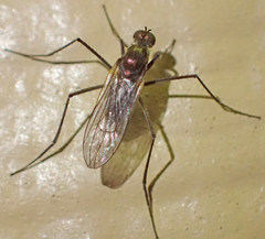 Hydrophorinae