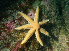 Luidia ciliaris