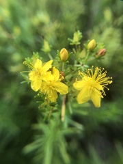 Hypericum lloydii