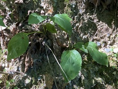 Solidago arguta boottii