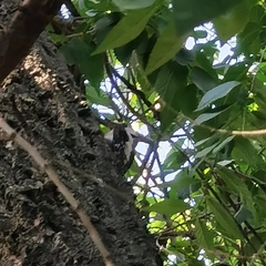 Dendrocopos major