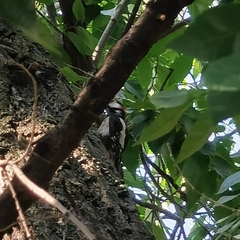 Dendrocopos major