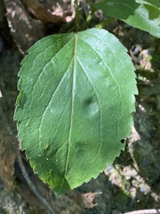 Solidago arguta boottii