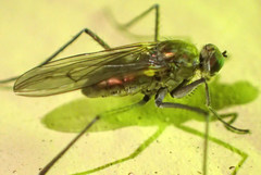 Hydrophorinae