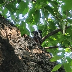 Dendrocopos major