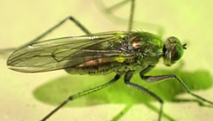 Hydrophorinae
