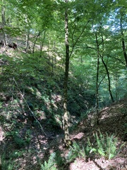 Solidago arguta boottii