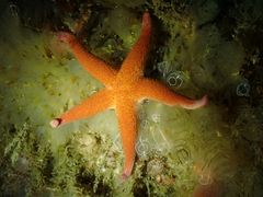 Henricia oculata