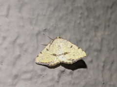 Macaria sulphurea