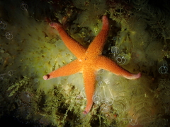 Henricia oculata
