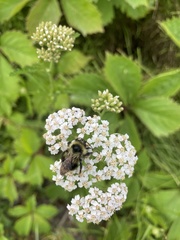 Bombus flavidus