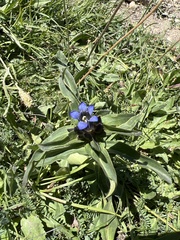 Gentiana cruciata cruciata