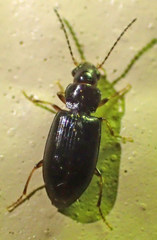 Bradycellus californicus