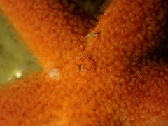 Henricia oculata