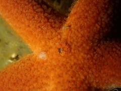 Henricia oculata