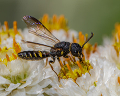 Sapyga louisi