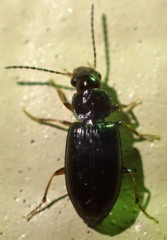 Bradycellus californicus