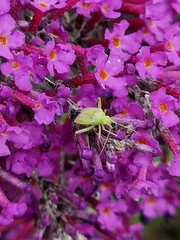 Closterotomus norwegicus
