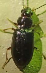 Bradycellus californicus