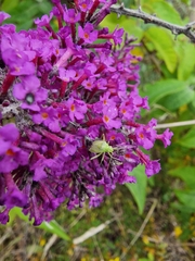 Closterotomus norwegicus