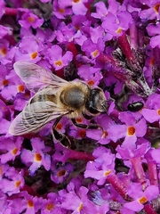 Apis mellifera