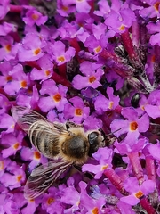 Apis mellifera