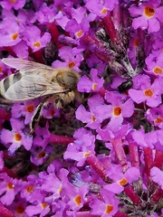 Apis mellifera