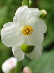 Sagittaria trifolia