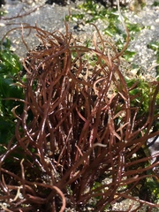 Gracilaria