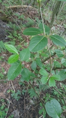 Viburnum cassinoides