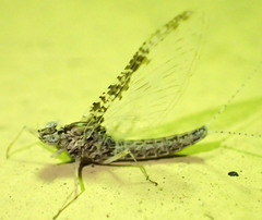 Callibaetis ferrugineus hageni