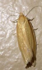 Clepsis clemensiana