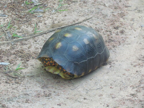 Red-footed Tortoise