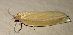 Clepsis clemensiana